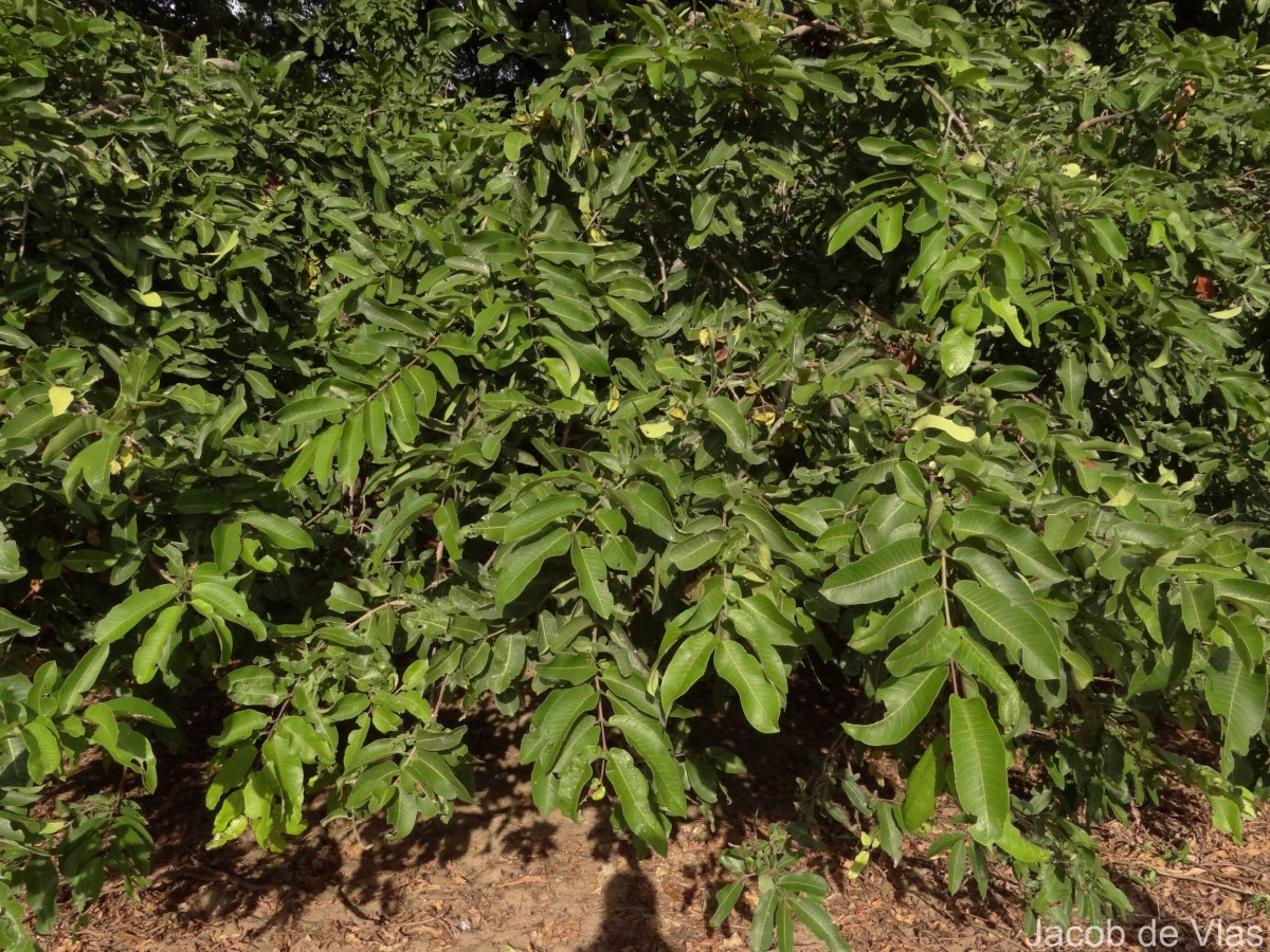Terminalia arjuna (Roxb. ex DC.) Wight & Arn.